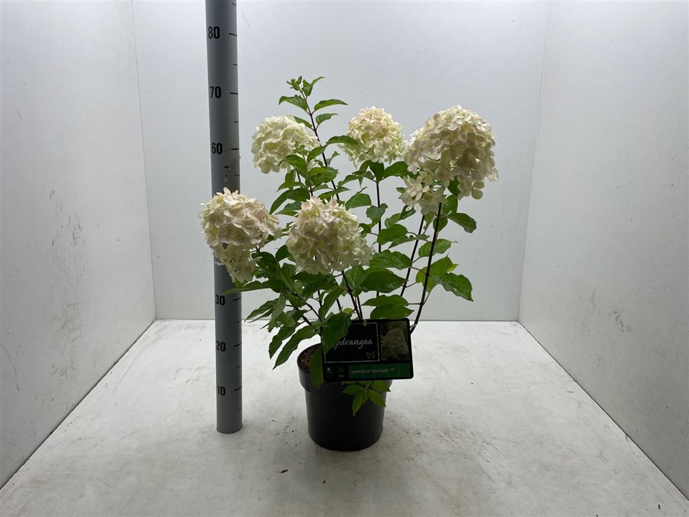 Hydrangea pan. 'Limelight' - C4